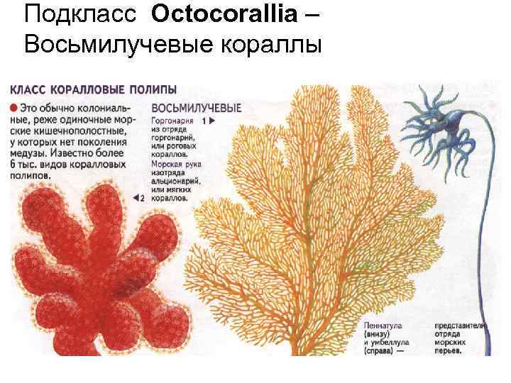 Сравнительная характеристика шести и восьмилучевых кораллов. Восьмилучевые коралловые полипы. Коралловые полипы альционарии. Коралловые полипы кораллы.