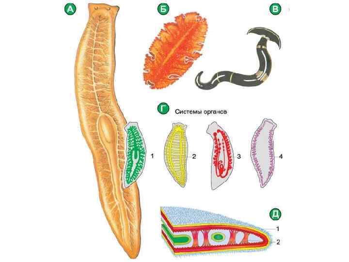 Паразитический червь пищеварительная система. Плоские черви беспозвоночные. Плоские черви биология строение. Беспозвоночные животные плоские черви. Черви Зоология таблица.