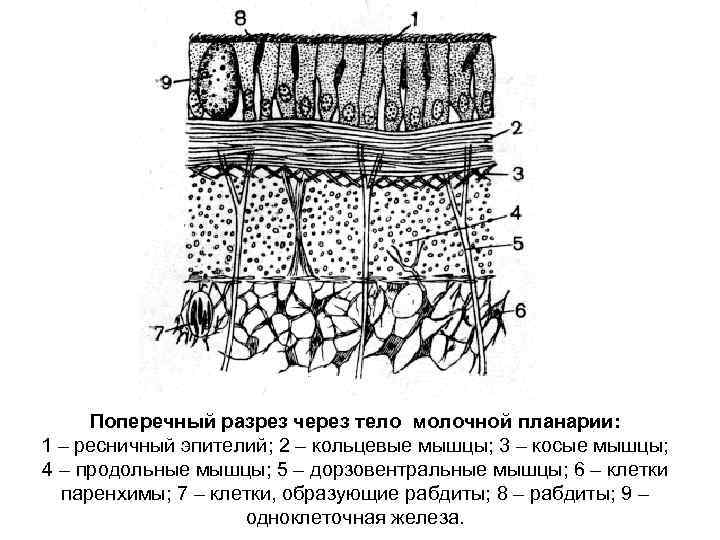 Разрез через