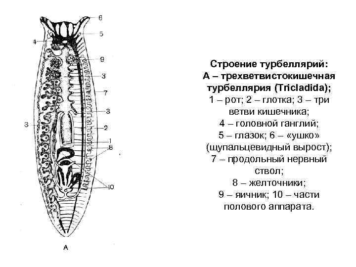 Плоские черви строение. Класс Ресничные черви строение. Турбеллярии строение.