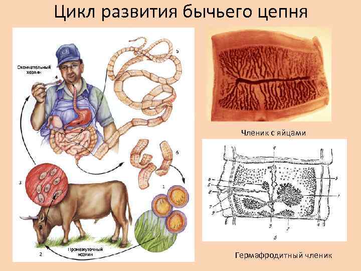 Цикл развития бычьего цепня схема с описанием