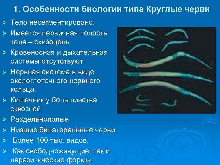 Особенности типа круглые черви. Круглые черви Тип НС. Форма тела круглых червей. Круглые черви паразиты животных. Типы круглых червей.