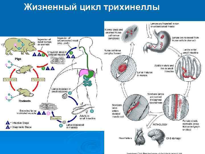 Цикл развития трихины кратко схема