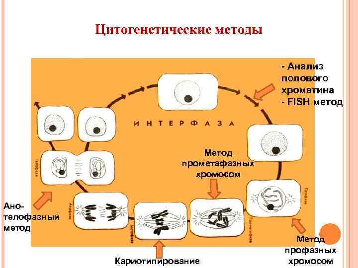 Цитогенетические методы - Анализ полового хроматина - FISH метод Метод прометафазных хромосом Анотелофазный метод