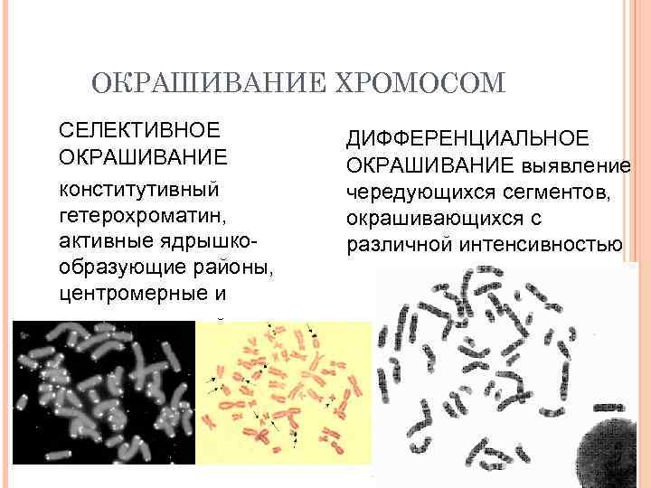 ОКРАШИВАНИЕ ХРОМОСОМ СЕЛЕКТИВНОЕ ОКРАШИВАНИЕ конститутивный гетерохроматин, активные ядрышкообразующие районы, центромерные и теломерные районы. ДИФФЕРЕНЦИАЛЬНОЕ