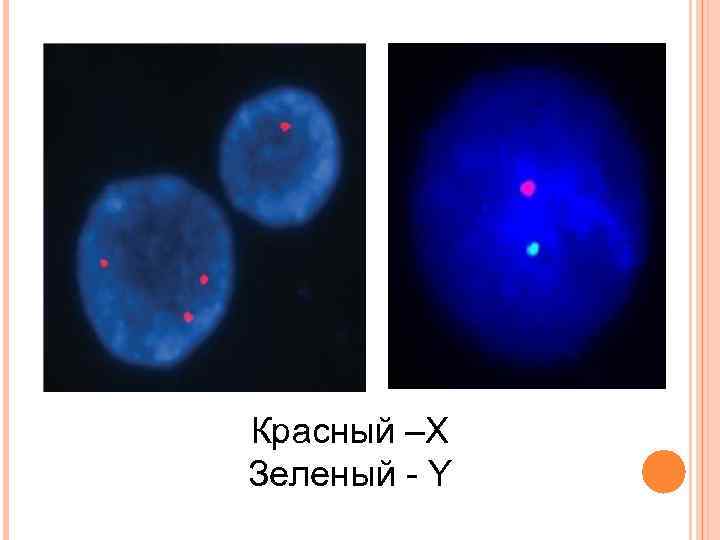 Красный –Х Зеленый - Y 