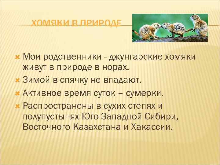 ХОМЯКИ В ПРИРОДЕ Мои родственники - джунгарские хомяки живут в природе в норах. Зимой