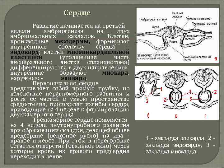 Формирование мезодермы