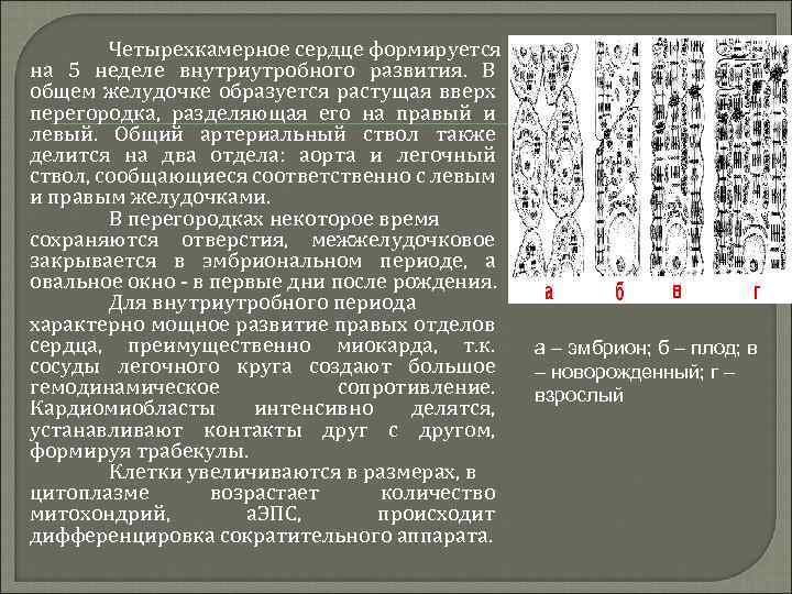 Четырехкамерное сердце формируется на 5 неделе внутриутробного развития. В общем желудочке образуется растущая вверх