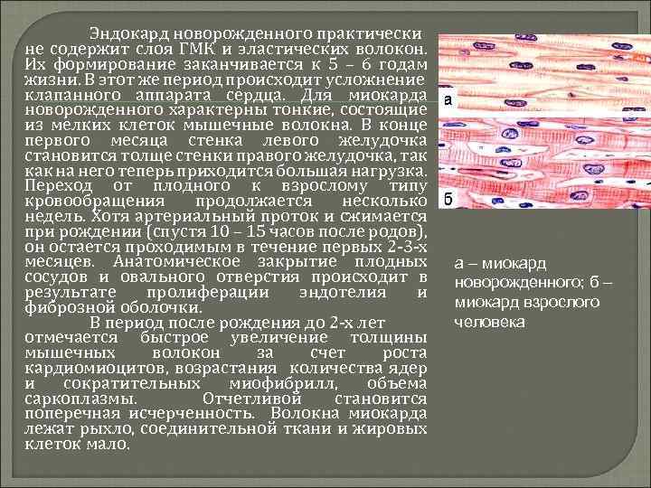 Эндокард новорожденного практически не содержит слоя ГМК и эластических волокон. Их формирование заканчивается к