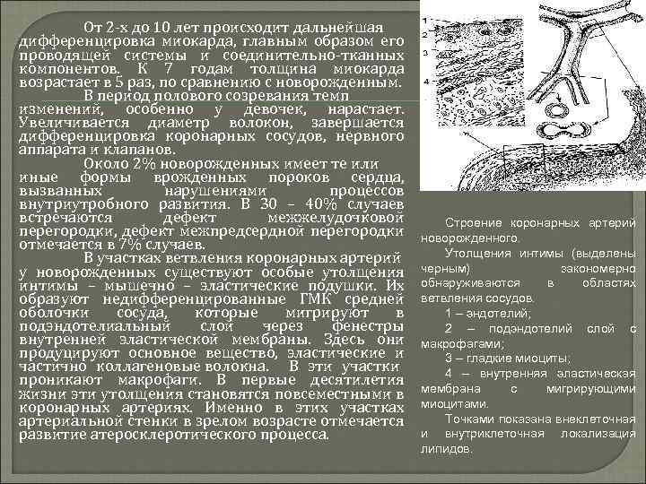 От 2 -х до 10 лет происходит дальнейшая дифференцировка миокарда, главным образом его проводящей