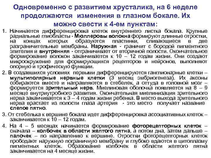 Одновременно с развитием хрусталика, на 6 неделе продолжаются изменения в глазном бокале. Их можно