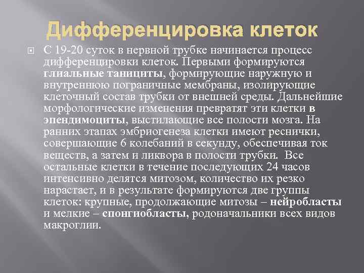 Дифференцировка клеток С 19 -20 суток в нервной трубке начинается процесс дифференцировки клеток. Первыми