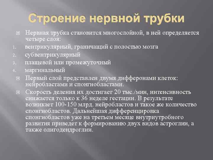 Строение нервной трубки 1. 2. 3. 4. Нервная трубка становится многослойной, в ней определяется