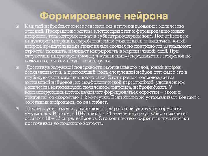 Формирование нейрона Каждый нейробласт имеет генетически детерминированное количество делений. Прекращение митоза клеток приводит к