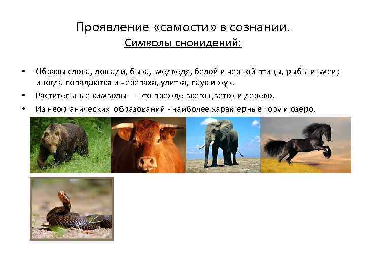 Проявление «самости» в сознании. Символы сновидений: • • • Образы слона, лошади, быка, медведя,