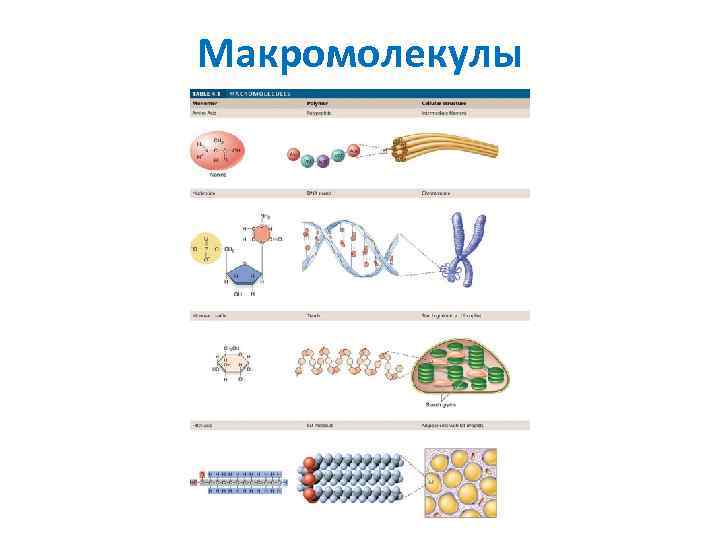 Макромолекулы 