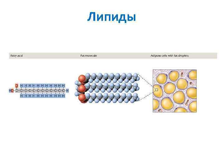 Липиды 