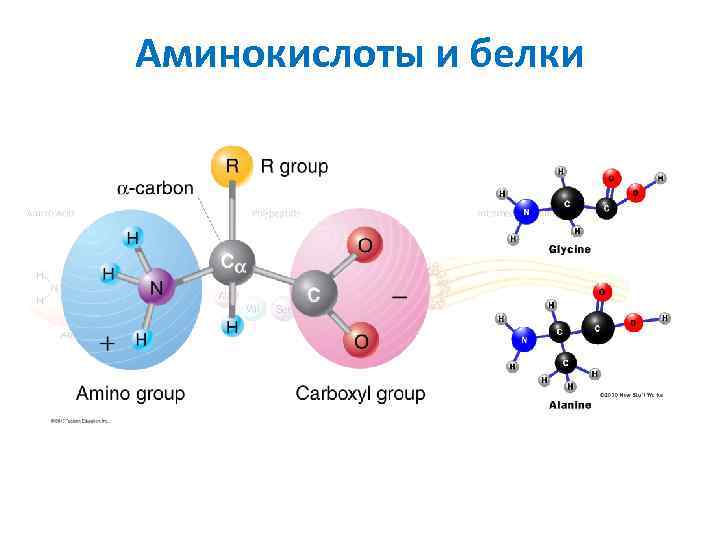 Аминокислоты и белки 