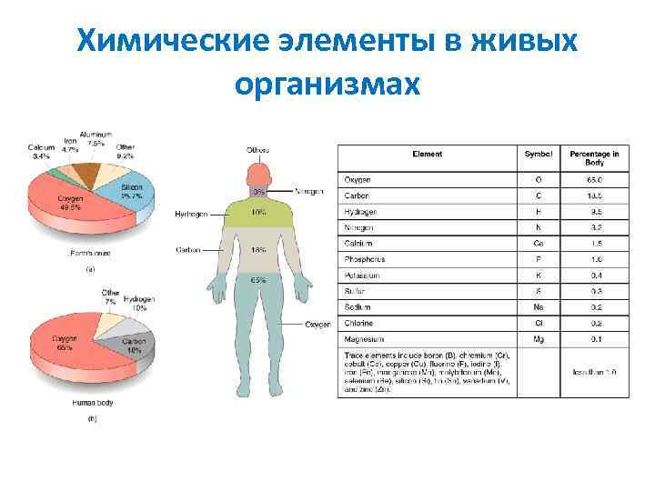 Презентация на тему химические элементы в организме человека