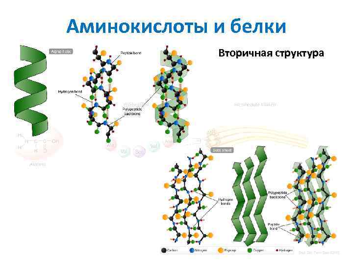 Презентация по химии аминокислоты и белки