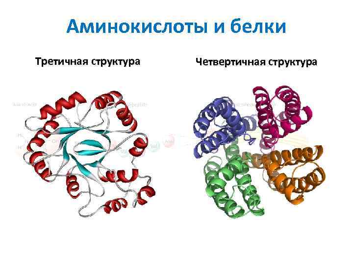 Выбери рисунок на котором представлена четвертичная структура белка