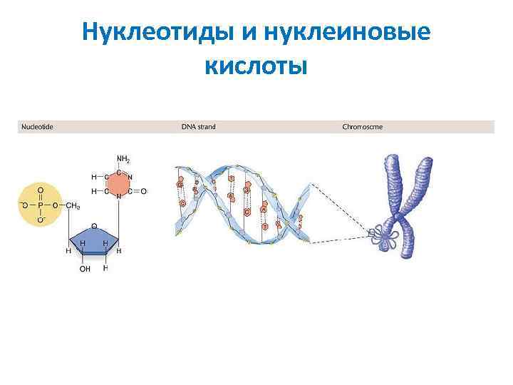 Нуклеотиды и нуклеиновые кислоты 