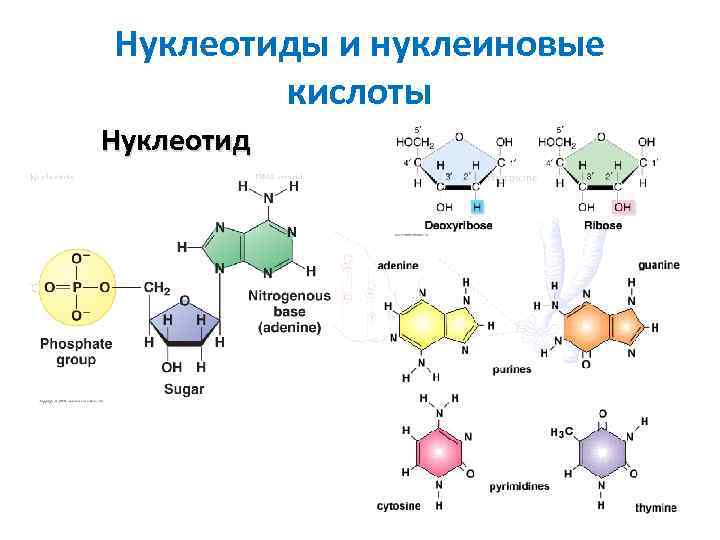 Функции нуклеиновых кислот энергетическая