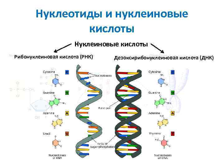 Организация нуклеиновых кислот. Вторичная структура нуклеиновых кислот формула. Структура ДНК И РНК. Схема строения нуклеотида ДНК И РНК. Строение нуклеотида РНК.