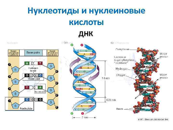 Значение днк и рнк