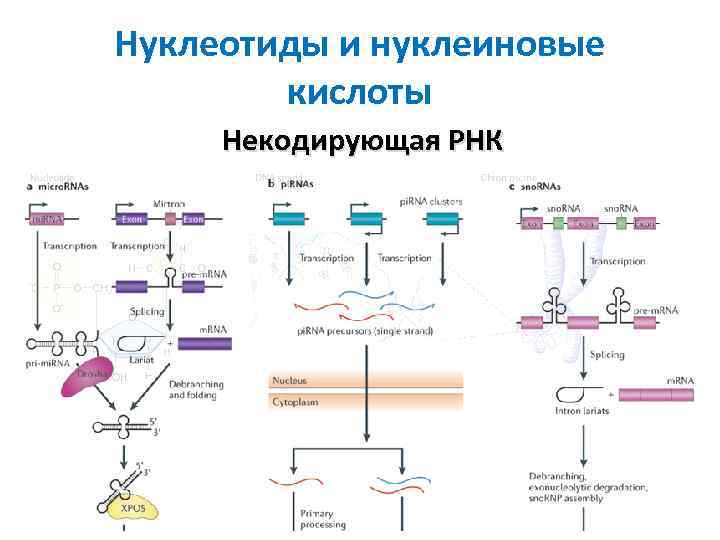 Нуклеотиды и нуклеиновые кислоты Некодирующая РНК 
