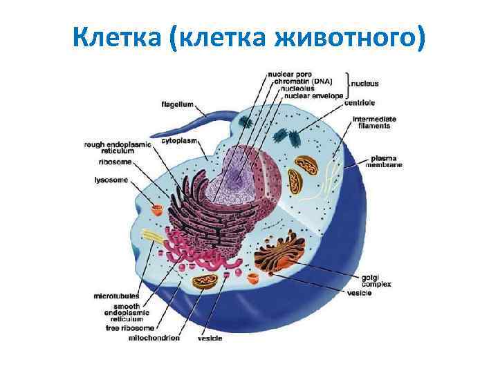 Картинки на тему химический состав клетки