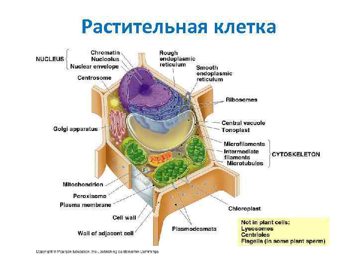 Химический состав клетки картинки