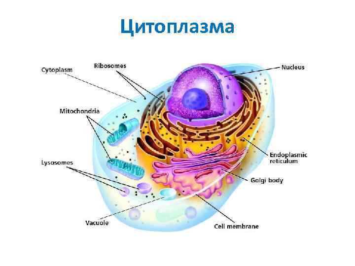Цитоплазма 