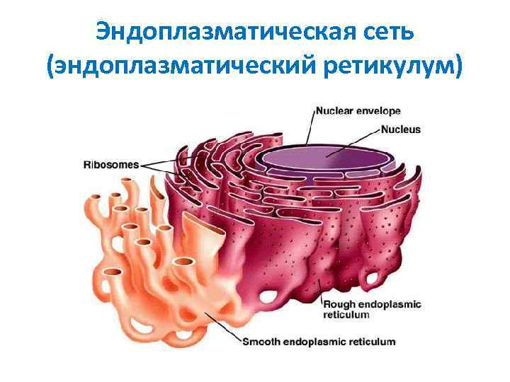 Эндоплазматическая сеть (эндоплазматический ретикулум) 