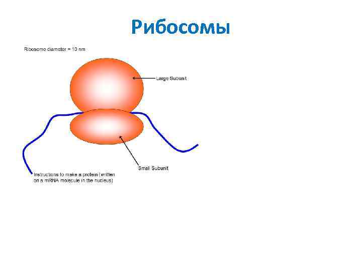 Строение рибосомы