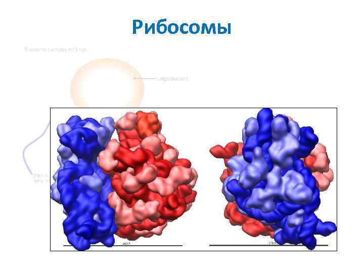 Рибосомы 