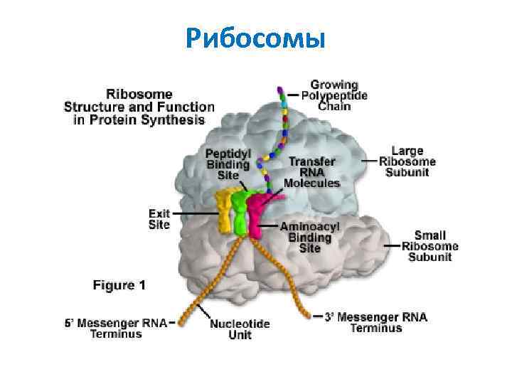 Рибосомы 