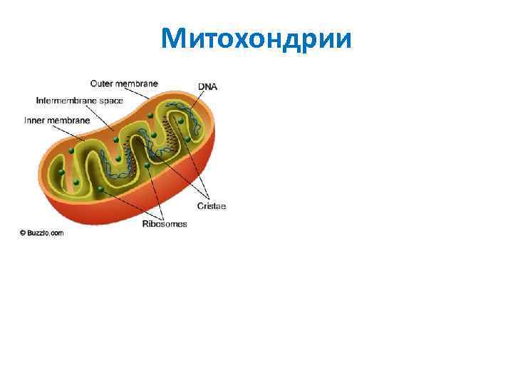 Митохондрии 