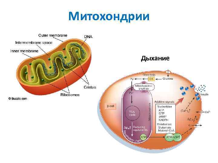 Митохондрия процесс клеточное дыхание. Схема митохондрии биохимия. Схема процессов в митохондриях. Строение митохондрии цикл Кребса. Схема клеточного дыхания в митохондриях.