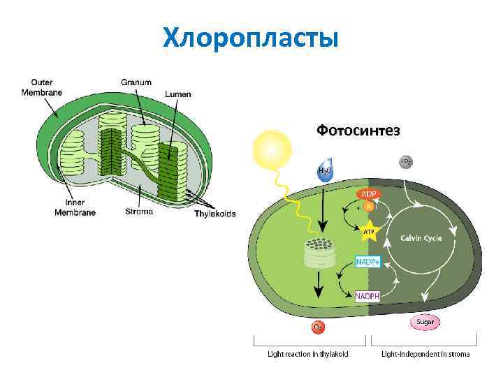 Происходит в хлоропластах на свету. Процесс фотосинтеза в хлоропластах схема. Функции хлоропластов 10 класс.