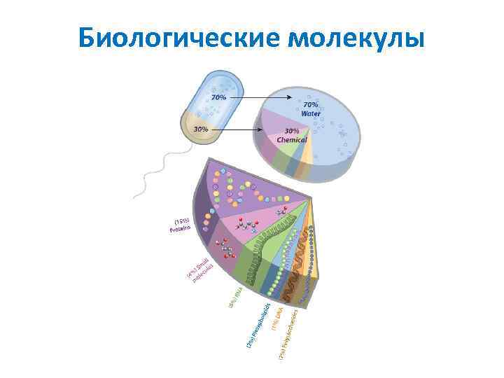 Биологические молекулы 