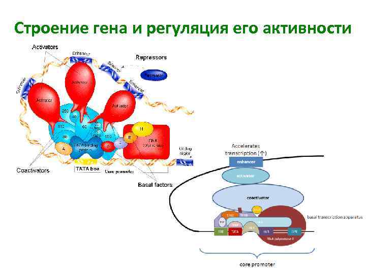 Ген структуры. Ген строение. Гены строение. Структура Гена человека. Гены человека строение.