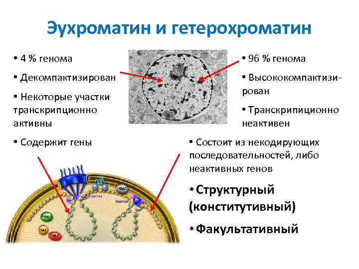 Эухроматин и гетерохроматин