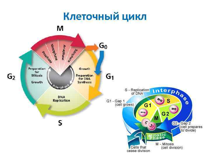 Установите последовательность процессов жизненного цикла клетки. Фазы клеточного цикла рисунок. Клеточный цикл клетки схема. Жизненный цикл клетки диаграмма. 4 Фазы клеточного цикла.