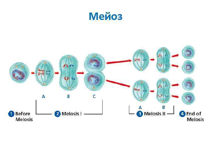 Механизм мейоза схема