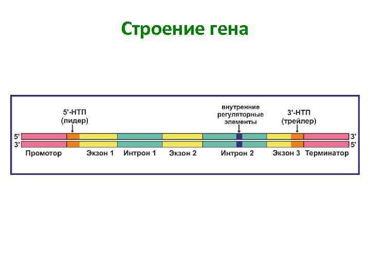 Геном человека схема