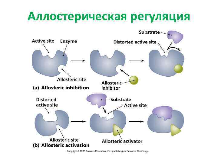 Аллостерическая регуляция 