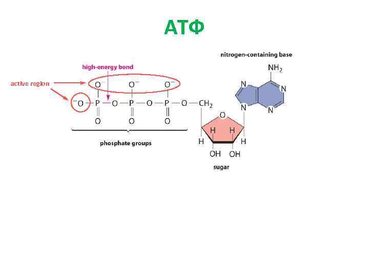 АТФ active region 