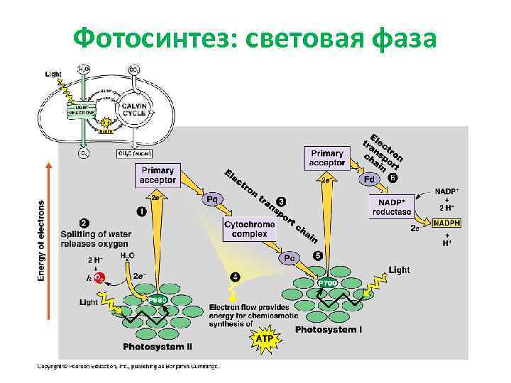 Продукты реакций световой и темновой фазы фотосинтеза